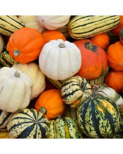 Squash (Edible)