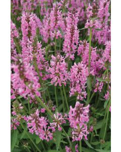 Stachys, Betony 'Pink Cotton Candy'