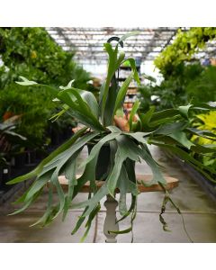 Platycerium Bifurcatum, Staghorn Fern 'Netherlands'