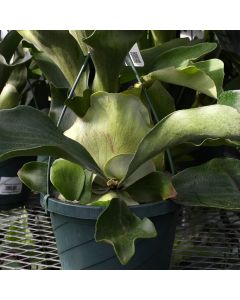 Platycerium Bifurcatum 'Staghorn Fern'