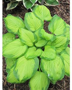 Hosta, Green-Lime Leaf 'Stained Glass'