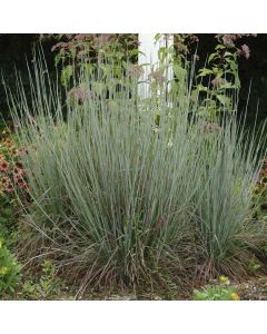 Schizachyrium, Little Bluestem 'Standing Ovation'