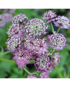 Astrantia, Masterwort, 'Star of Beauty'