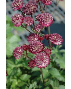 Astrantia, Masterwort 'Star of Fire'