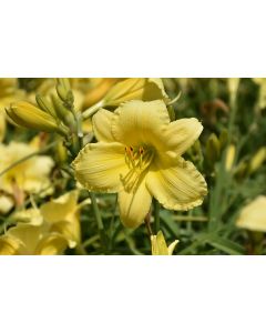 Hemerocallis, Yellow Daylily 'Stella Supreme'