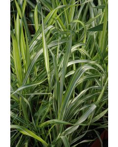 Phalaris, Ribbon Grass 'Strawberries and Cream'