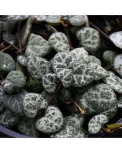 Ceropegia Woodii 'String of Hearts'