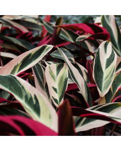 Stromanthe Sanguinea 'Triostar'