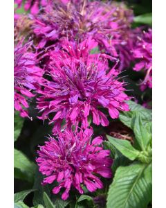 Monarda, Hybrid Beebalm 'Sugar Buzz® Grape Gumball'