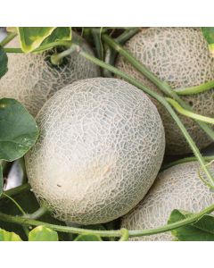 Cucumis, Cantaloupe 'Sugar Cube'