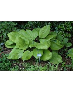 Hosta, Lime Leaf 'Sum & Substance'