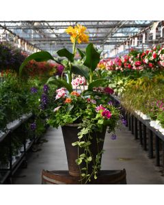 'Summer Combo' Patio Planter