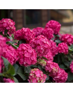 Hydrangea, Bigleaf 'Endless Summer® Summer Crush®'