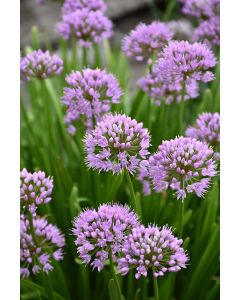 Allium, Ornamental Chives 'Summer Beauty'