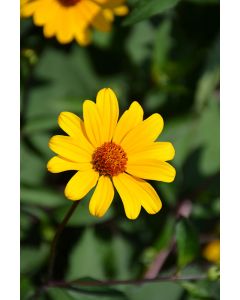 Heliopsis, Oxeye Daisy 'Summer Nights'