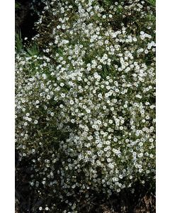 Gypsophila, Baby's Breath 'Summer Sparkles®'