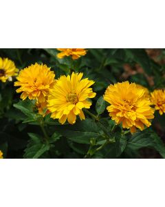 Heliopsis, Oxeye Daisy 'Summer Sun'