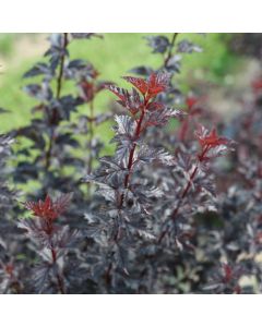 Physocarpus, Ninebark 'Summer Wine® Black'