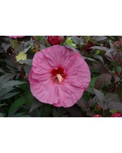 Hibiscus, Summerific® 'Berry Awesome'
