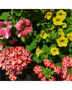 'Sun Combo with Geraniums' Combo