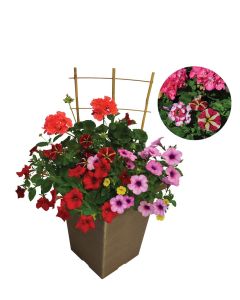 'Sun Combo with Geraniums' Square Patio Planter