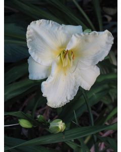 Hemerocallis, White Daylily 'Sunday Gloves'