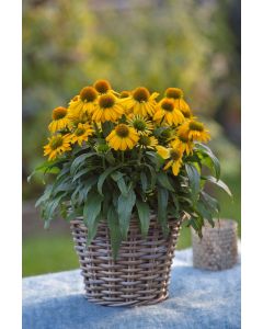 Echinacea, Coneflower SunMagic® Vintage 'Yellow'