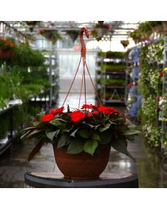 Impatiens, SunPatiens® 'Deep Red' Hanging Basket