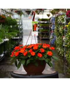 Impatiens, SunPatiens® 'Electric Orange' Hanging Basket