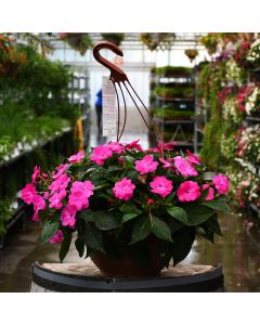 Impatiens, SunPatiens® 'Hot Pink' Hanging Basket