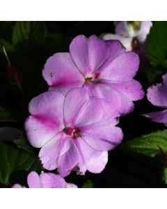 Impatiens, SunPatiens® 'Compact Lavender Splash'