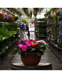 Impatiens, SunPatiens® Mix Hanging Basket