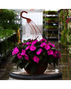 Impatiens, SunPatiens 'Purple' Hanging Basket 12.8"