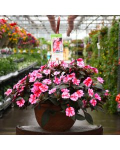 Impatiens, SunPatiens® 'Red Candy' Hanging Basket