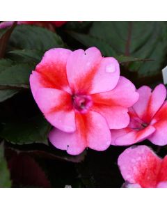 Impatiens, SunPatiens® 'Red Candy'