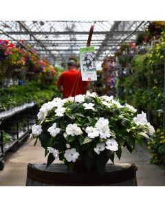 Impatiens, SunPatiens® 'White' Hanging Basket