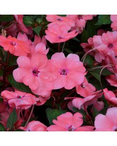 Impatiens, SunPatiens® 'Coral Pink'