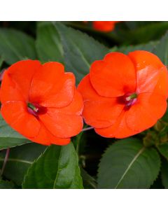 Impatiens, SunPatiens® 'Electric Orange'