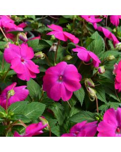 Impatiens, SunPatiens® 'Hot Pink'