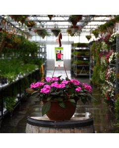 Impatiens, SunPatiens® 'Purple Candy' Hanging Basket