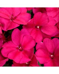 Impatiens, SunPatiens® 'Rose Glow'
