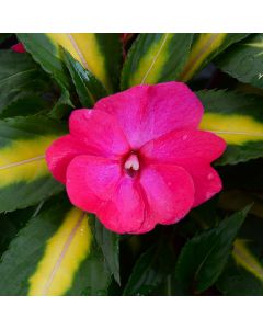 Impatiens, SunPatiens® 'Tropical Rose'