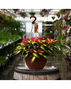 Impatiens, SunPatiens® 'Tropical Rose' Hanging Basket