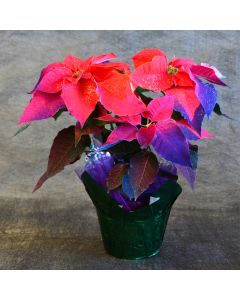Painted Holiday Sunrise Poinsettia with Foil Cover