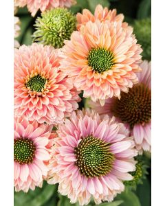 Echinacea, Coneflower 'SunSeekers® Pumpkin Pie'
