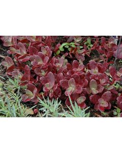 Sedum, Stonecrop Sunsparkler® 'Firecracker'