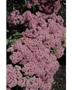 Sedum, Stonecrop Sunsparkler® 'Lime Zinger'