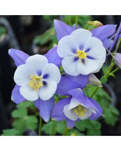 Aquilegia, Columbine 'Swan Blue and White'
