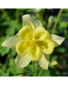 Aquilegia, Columbine 'Swan Yellow'