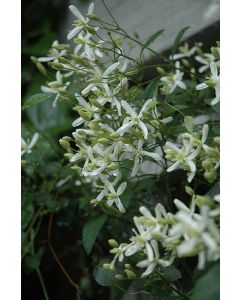 Clematis, 'Sweet Autumn'